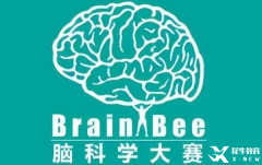 BrainBee脑科学竞赛辅导|竞赛时间/适合对象/参赛形式