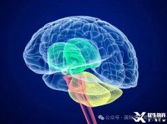 BrainBee脑科学大赛培训班热报中！附BrainBee备考资料！