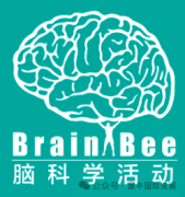 5-6年级学生可参加的国际生物竞赛有哪些?犀牛Brainbee竞赛全面辅导